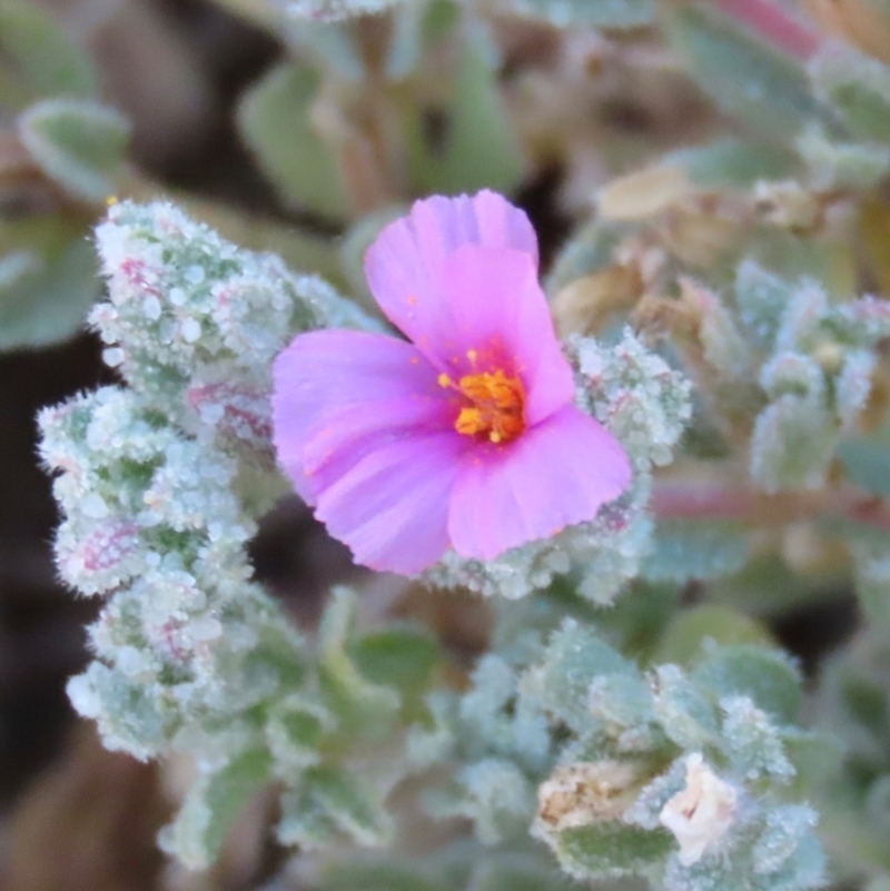 Frankenia serpyllifolia