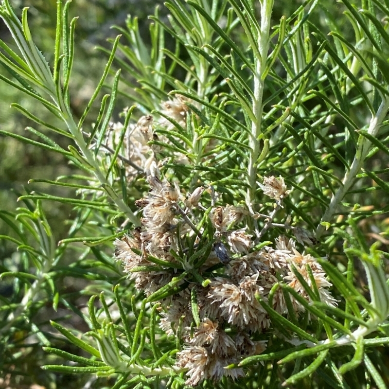 Cassinia laevis subsp. rosmarinifolia