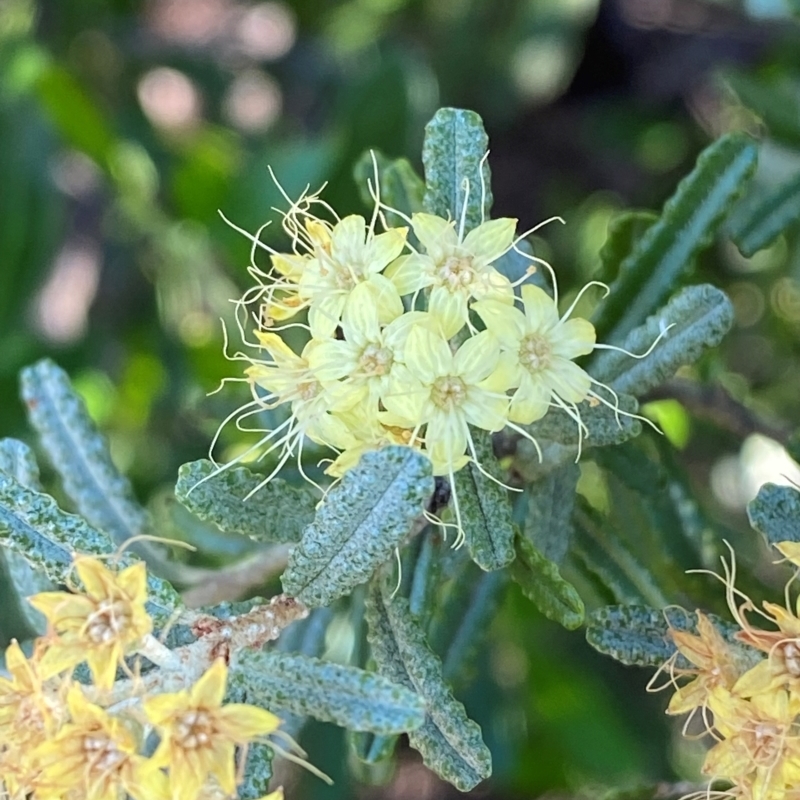 Phebalium glandulosum subsp. glandulosum