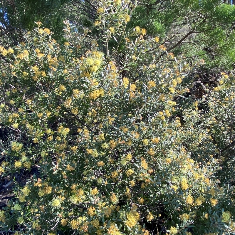 Phebalium glandulosum subsp. glandulosum