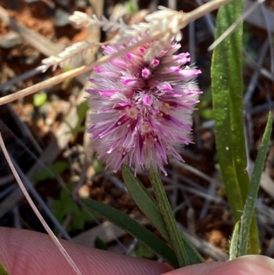 Ptilotus leucocoma