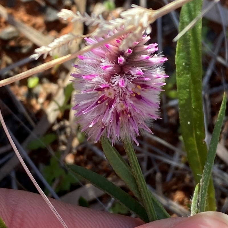 Ptilotus leucocoma