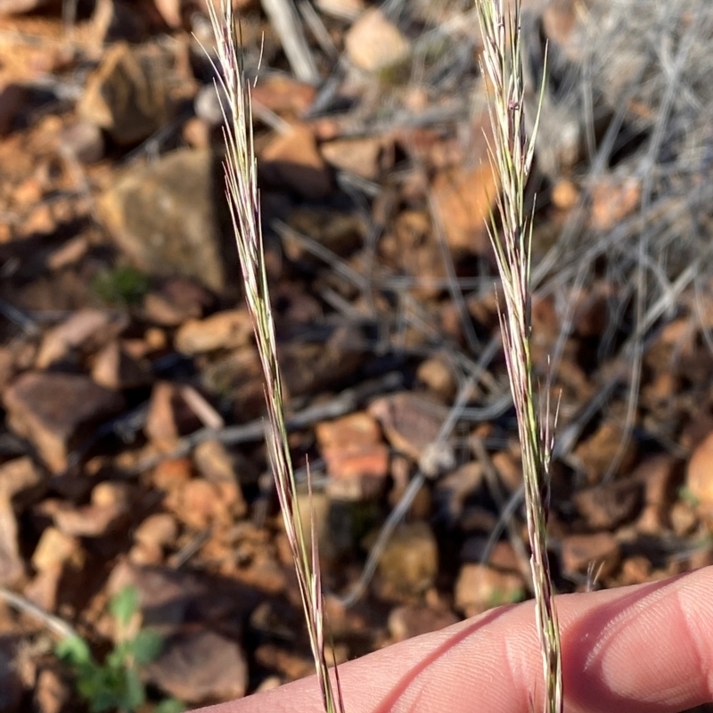 Aristida jerichoensis var. jerichoensis