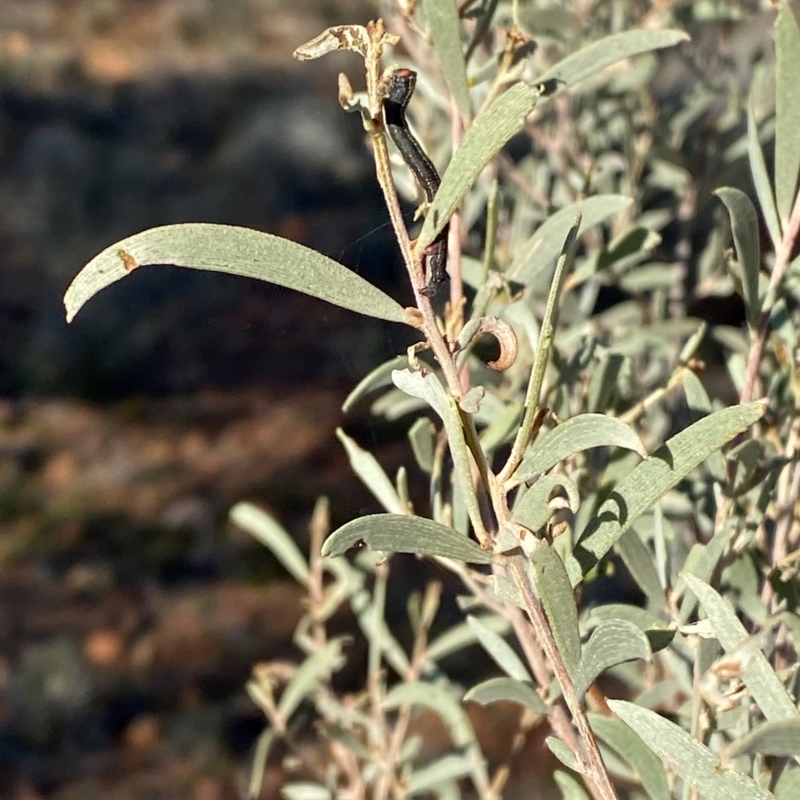 Acacia aneura var. aneura