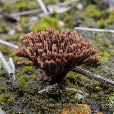 Thelephora species