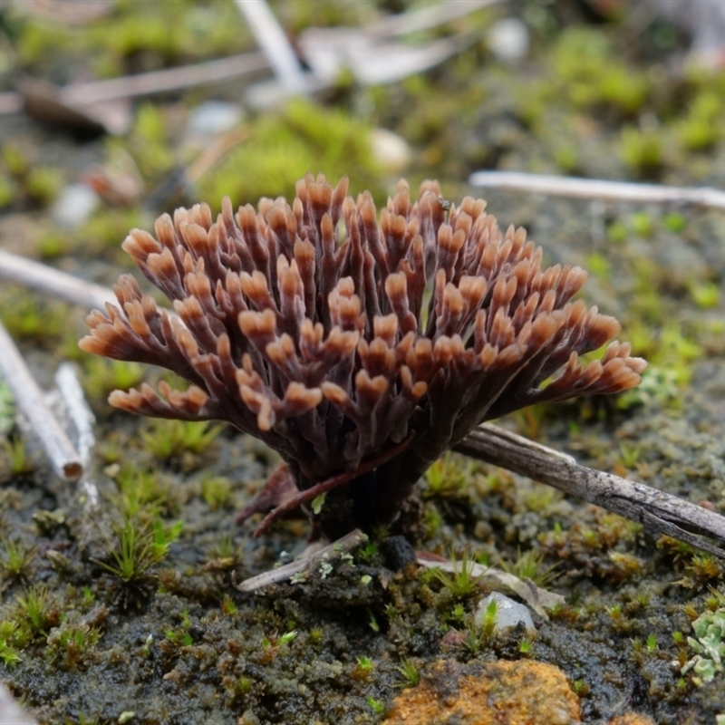 Thelephora species