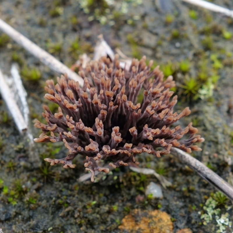 Thelephora species