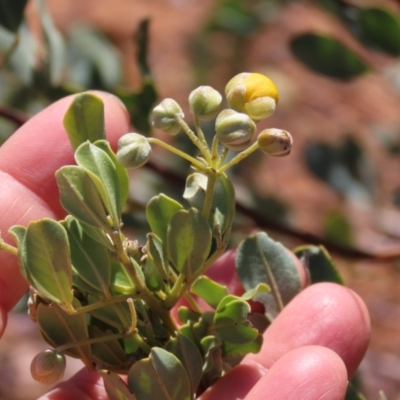 Senna artemisioides subsp. oligophylla