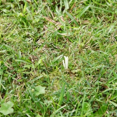 Clavaria fragilis group