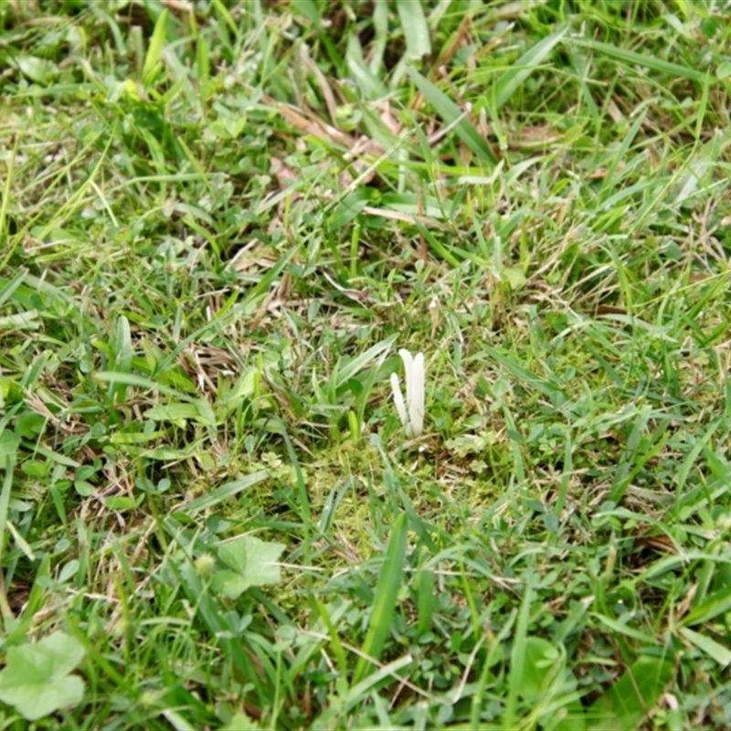 Clavaria fragilis group