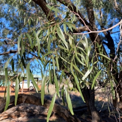 Atalaya hemiglauca