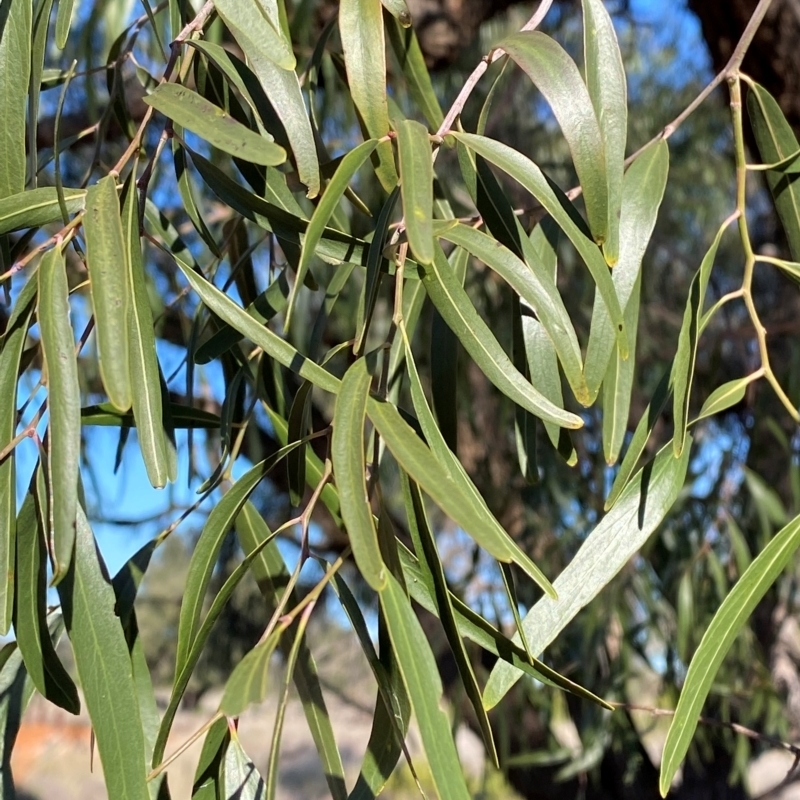 Atalaya hemiglauca