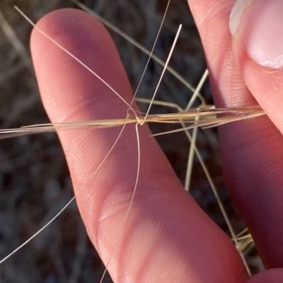 Aristida contorta