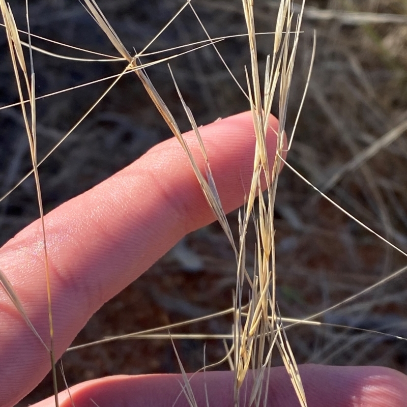 Aristida contorta