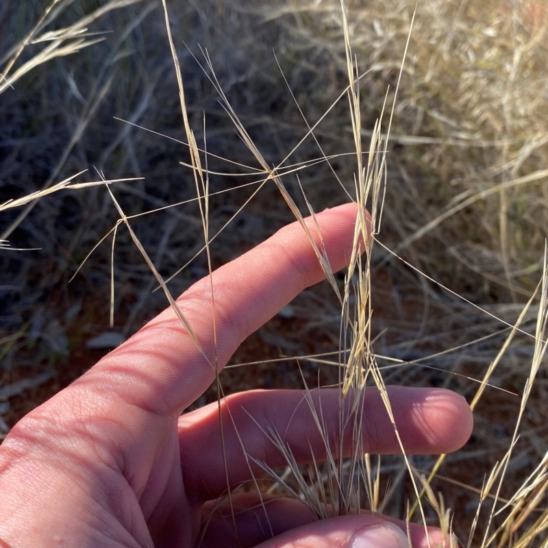 Aristida contorta