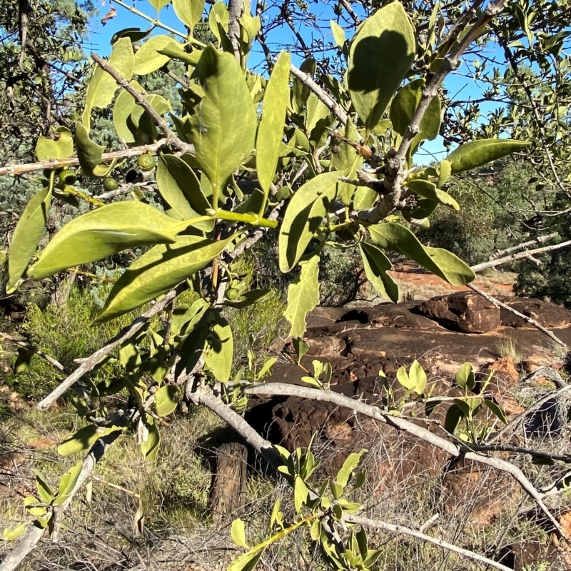 Capparis mitchellii