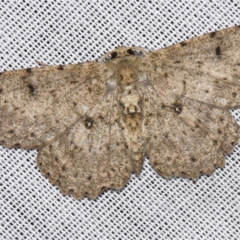 Catoria hemiprosopa