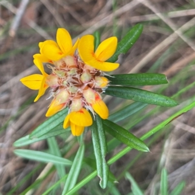 Pultenaea petiolaris