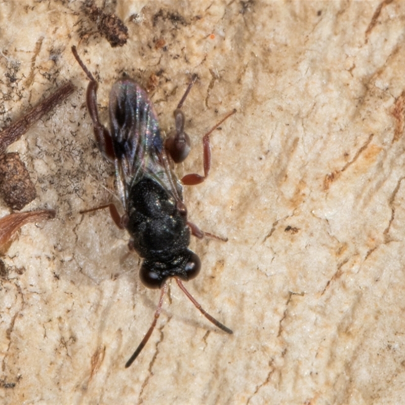 Antrocephalus sp.