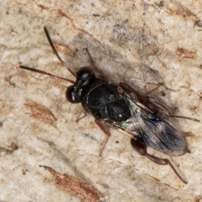 Antrocephalus sp.