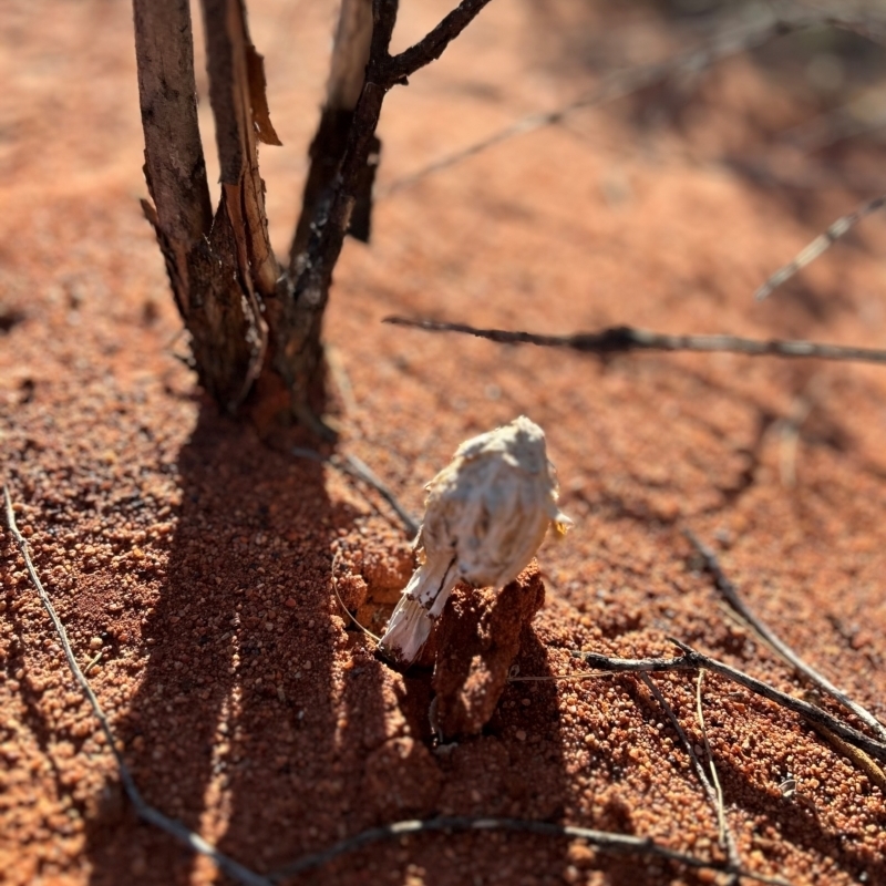 Podaxis pistillaris