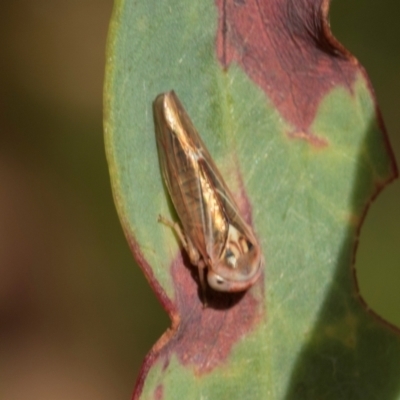 Rosopaella sp.