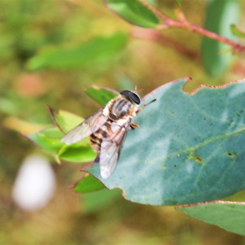 Scaptia jacksonii