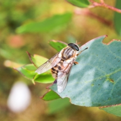 Scaptia jacksonii