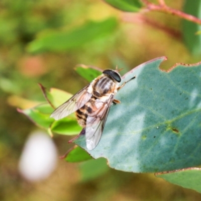 Scaptia jacksonii