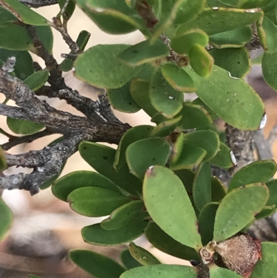 Leptospermum grandiflorum