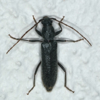 Callidiopis scutellaris
