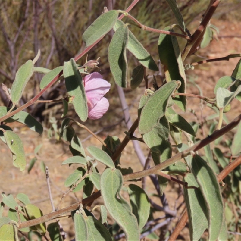 Gossypium australe