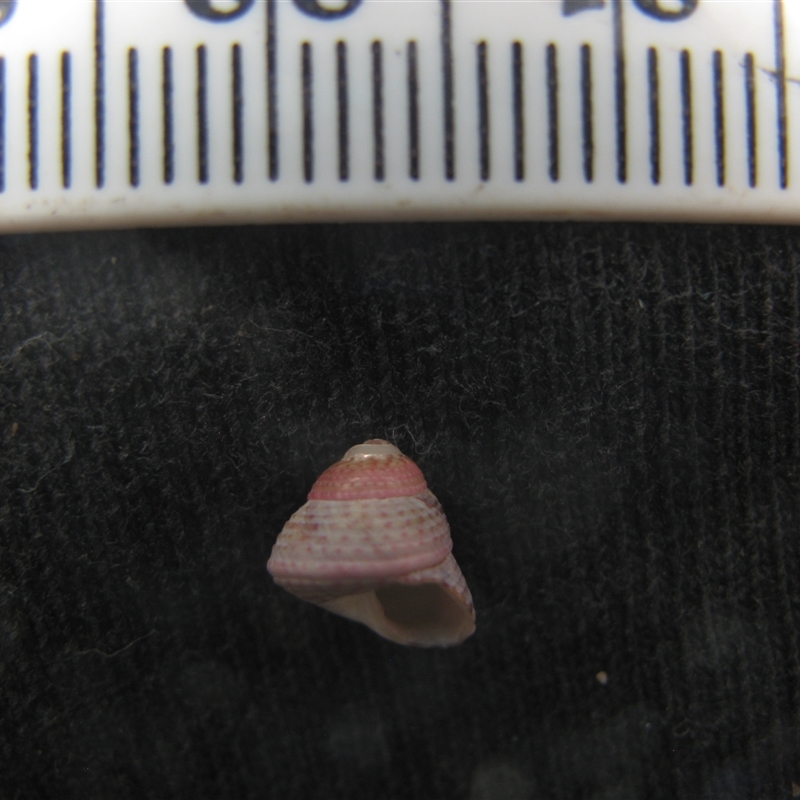 Calliostoma