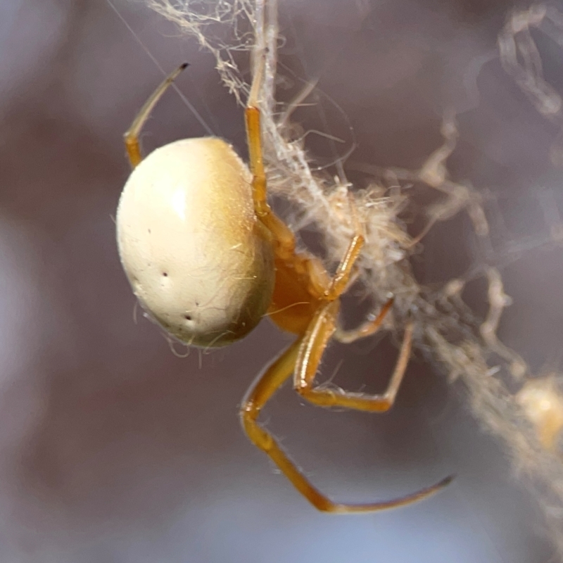 Deliochus idoneus