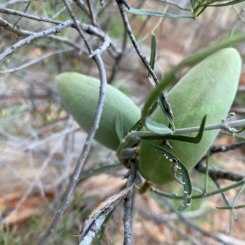 Leichhardtia australis