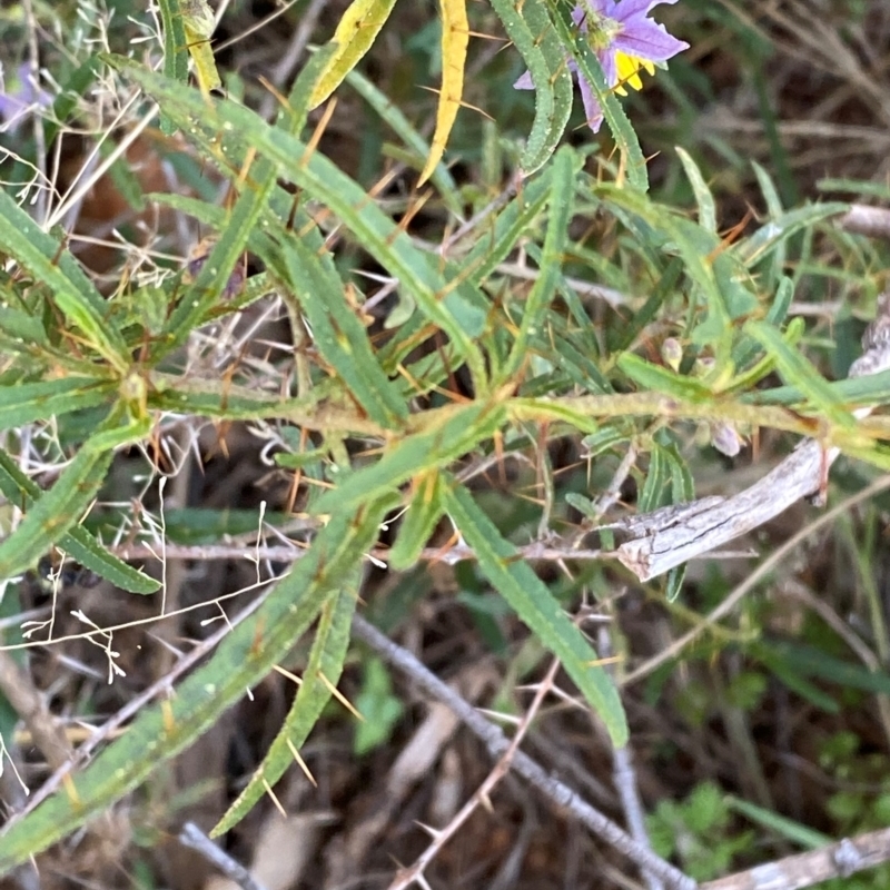 Solanum ferocissimum