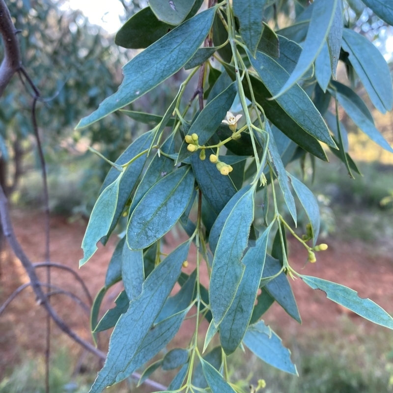 Santalum lanceolatum