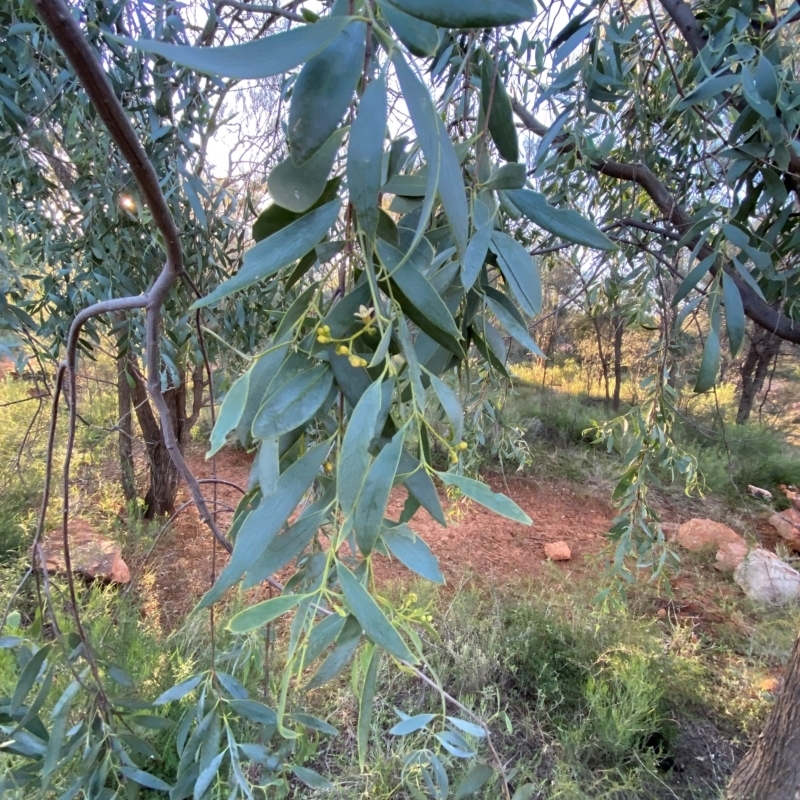 Santalum lanceolatum