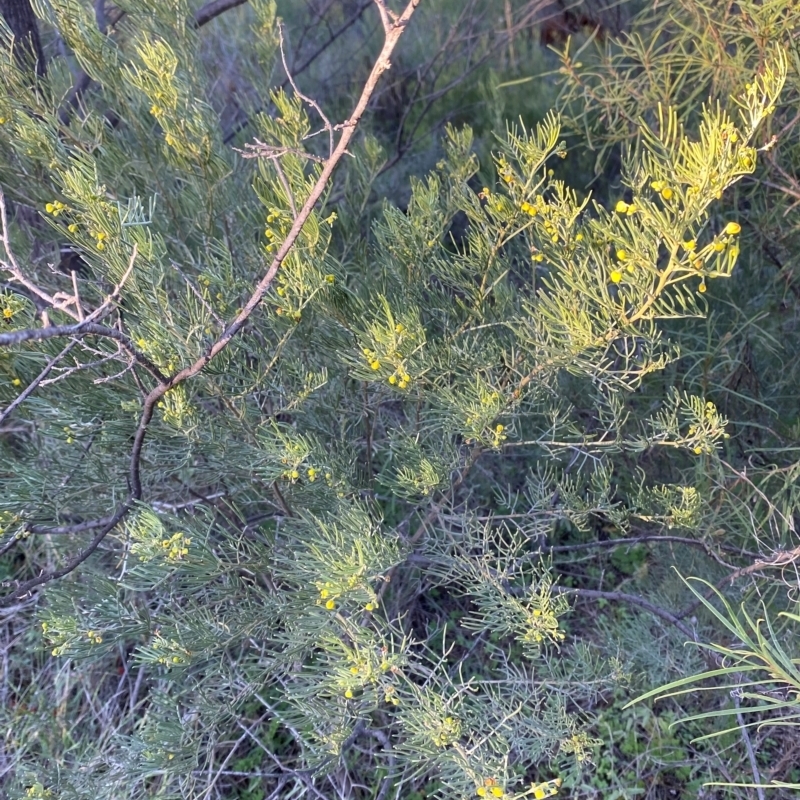 Senna artemisioides subsp. x artemisioides