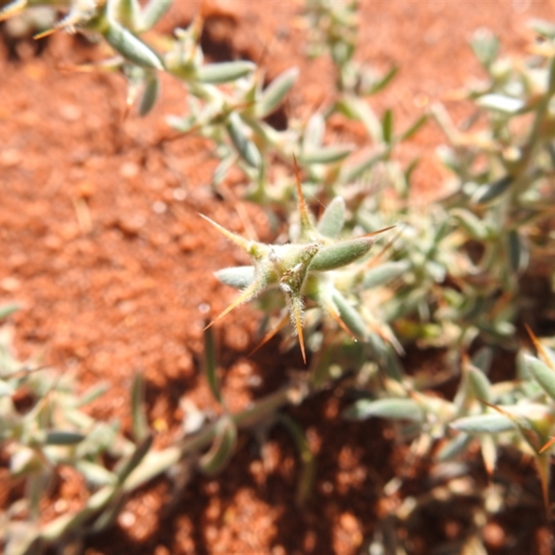 Sclerolaena cornishiana