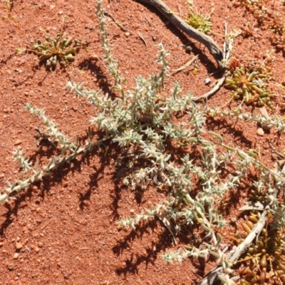 Sclerolaena cornishiana