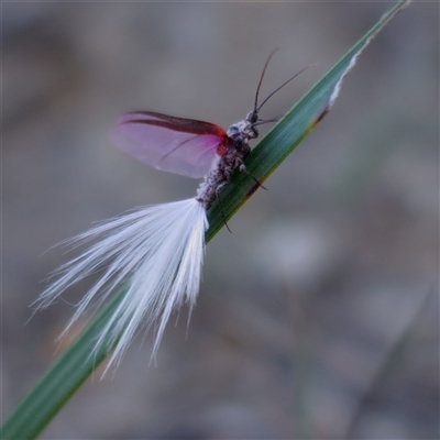 Callipappus sp. (genus)