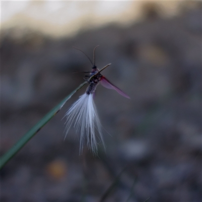 Callipappus sp. (genus)