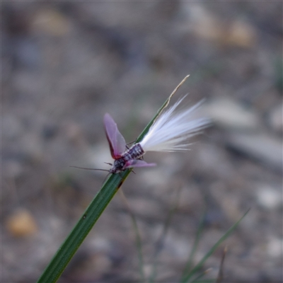 Callipappus sp. (genus)