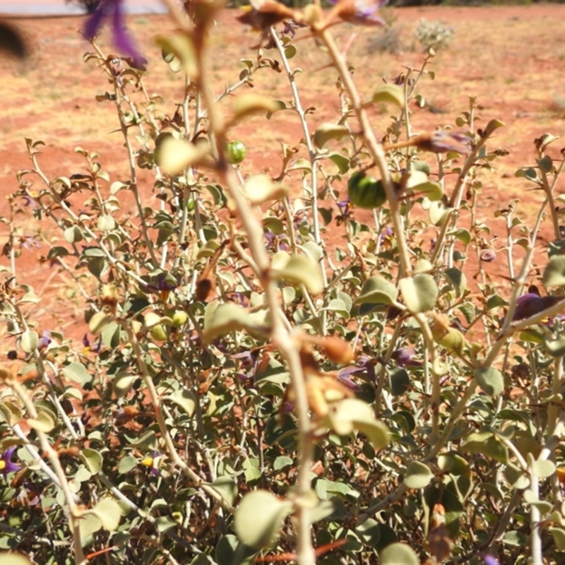 Solanum nummularium