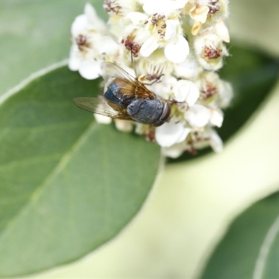 Calliphora augur