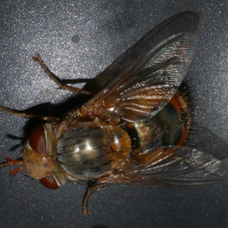 Calliphora augur