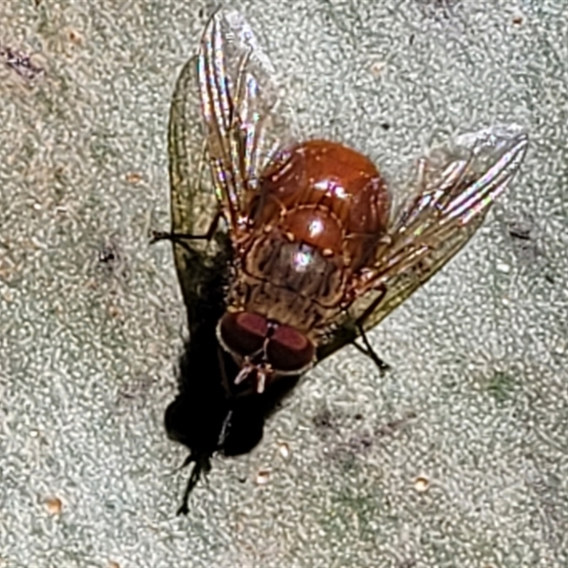 Calliphora ochracea