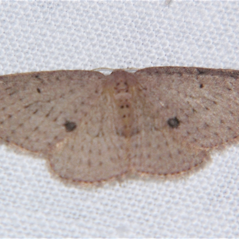 Poecilasthena anthodes