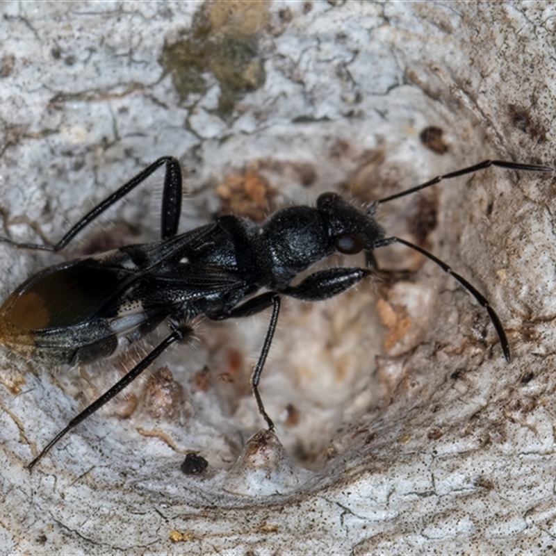 Daerlac apicalis